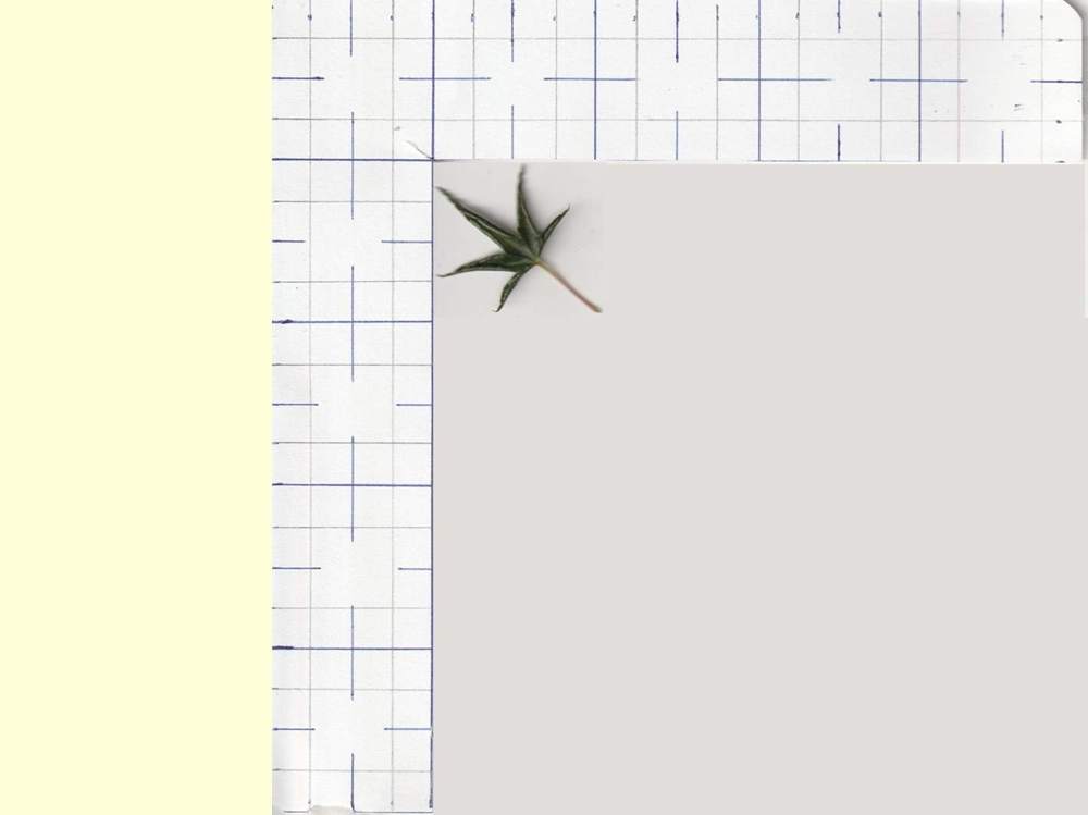 Aceraceae Acer palmatum cv. 'okushimo'