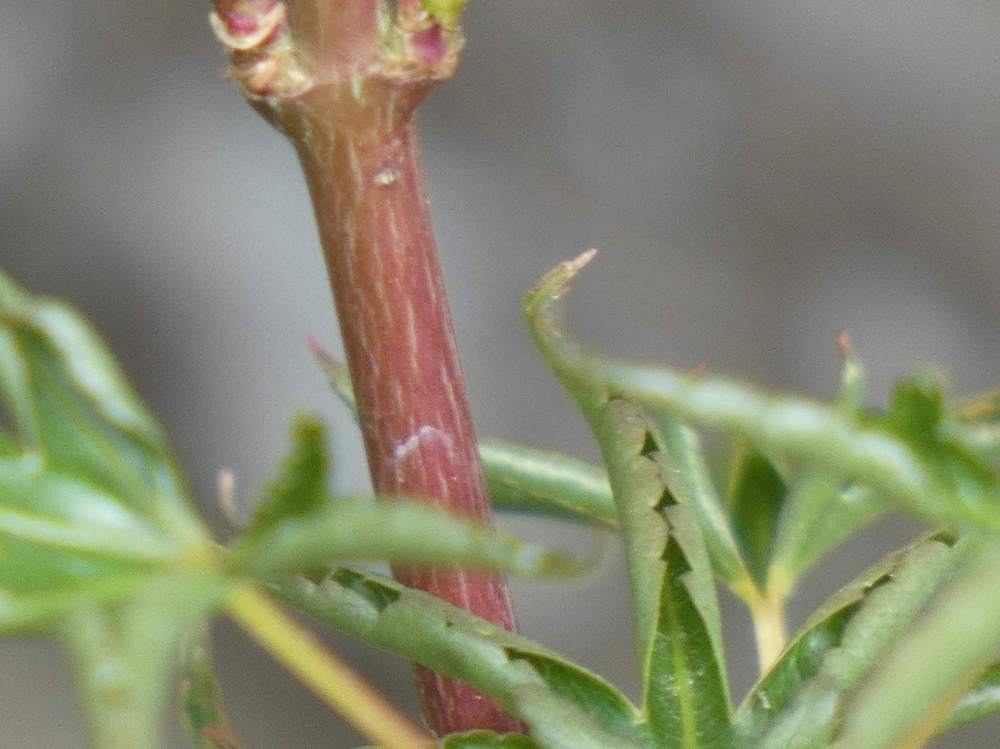 écorce de aceraceae acer palmatum cv. 'okushimo'