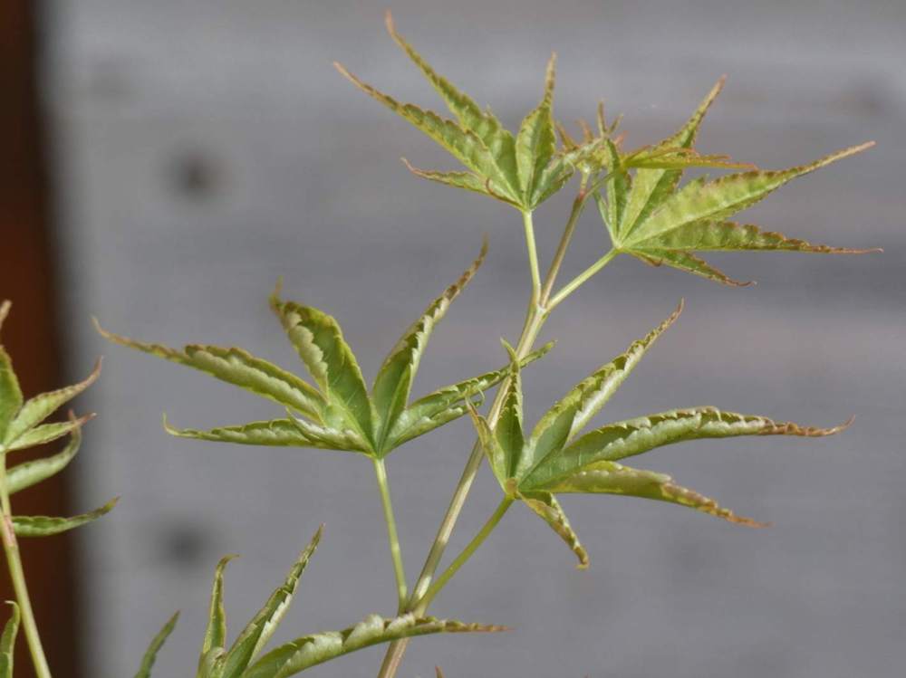 printemps de aceraceae acer palmatum cv. 'okushimo'