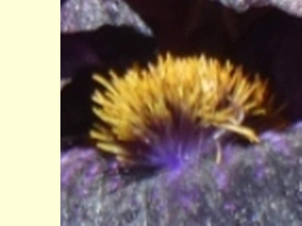 barbe de iridaceae iris barbu cv. 'old black magic'