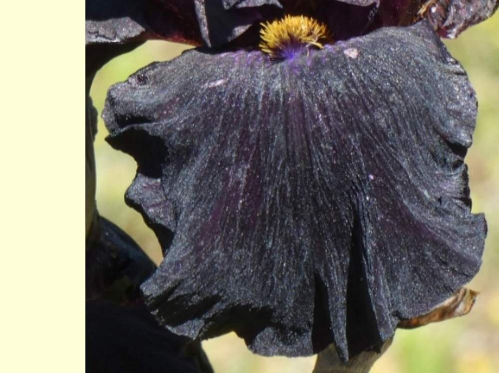 sépale de iridaceae iris barbu cv. 'old black magic'