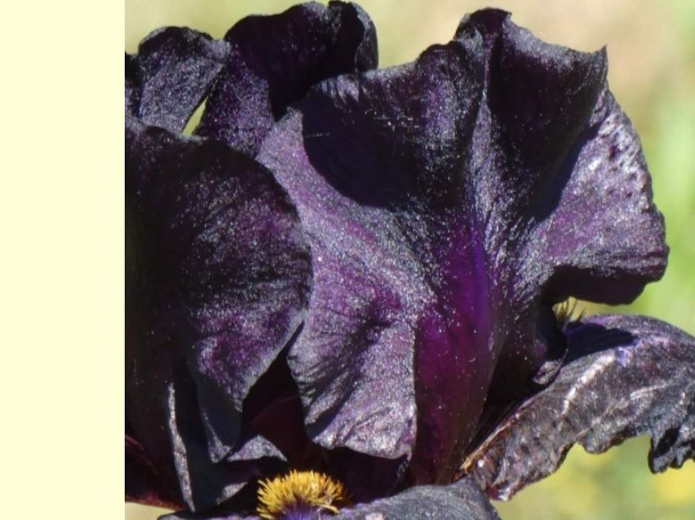 pétale de iridaceae iris barbu cv. 'old black magic'