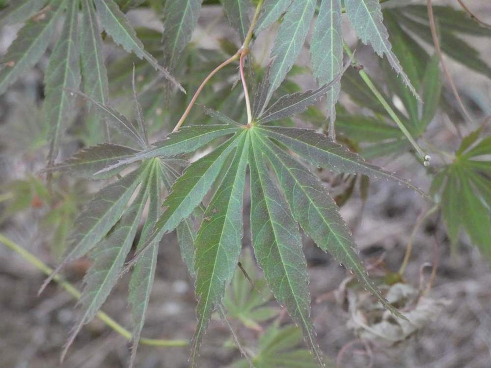 été de aceraceae acer palmatum ssp. matsumurae cv. 'old kosoni'