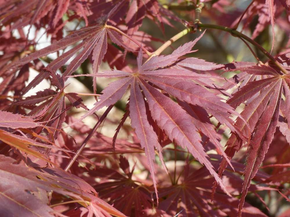 jeune bois de aceraceae acer palmatum ssp. matsumurae cv. 'old kosoni'
