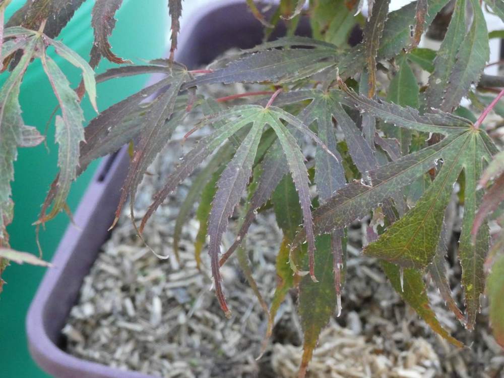 été de aceraceae acer palmatum ssp. matsumurae cv. 'oregon sunset'