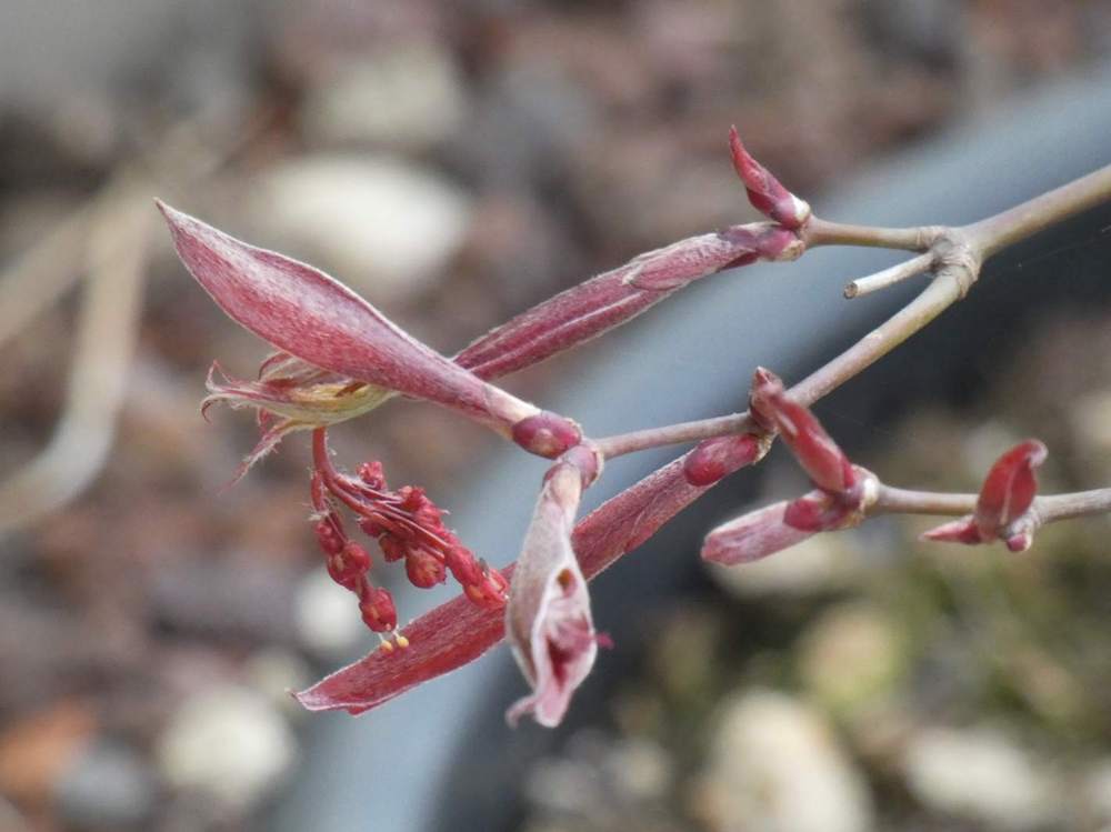 fleur de aceraceae acer palmatum ssp. matsumurae cv. 'oregon sunset'