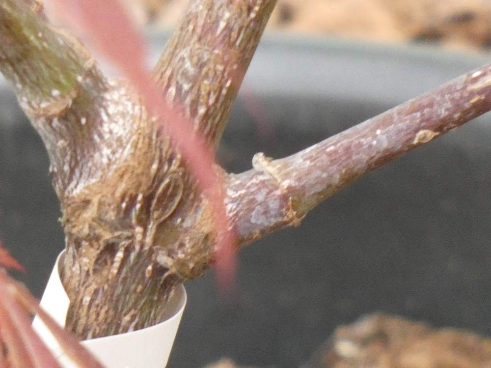 écorce de aceraceae acer palmatum ssp. matsumurae cv. 'oregon sunset'