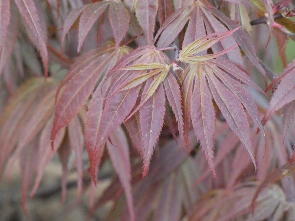 printemps de aceraceae acer palmatum ssp. matsumurae cv. 'oregon sunset'