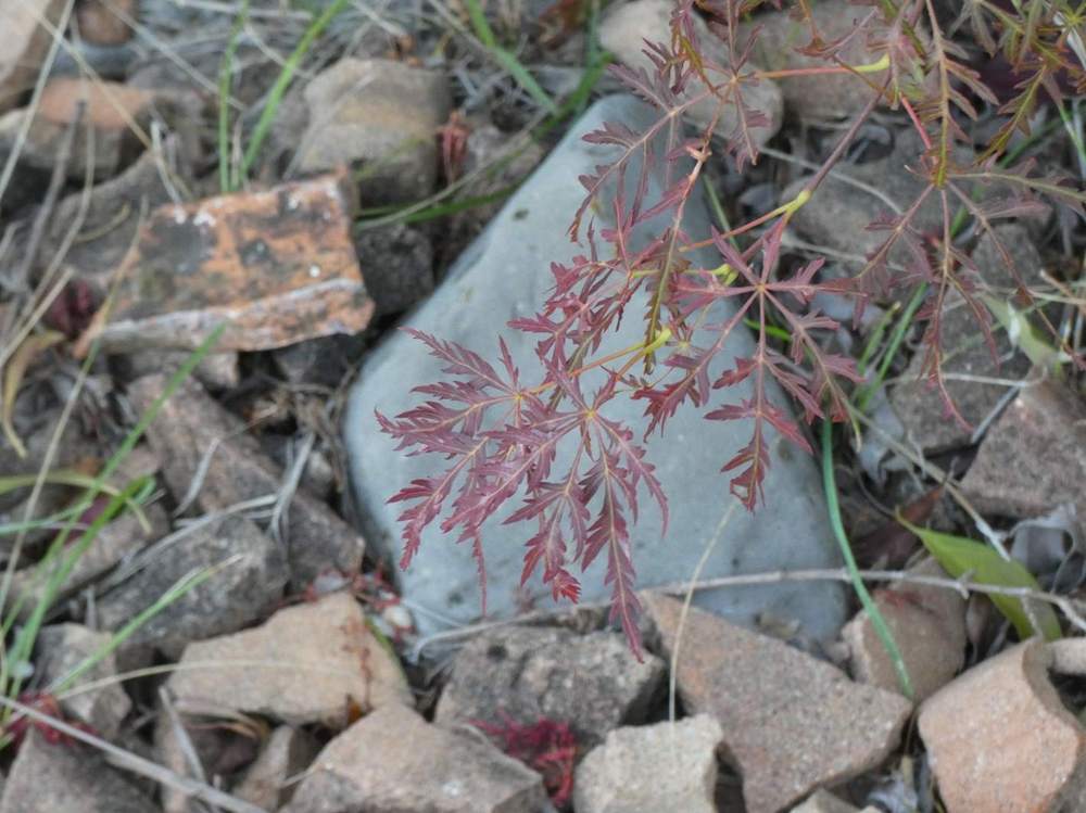 automne de aceraceae acer palmatum ssp. matsumurae gr. dissectum cv. 'ornatum'