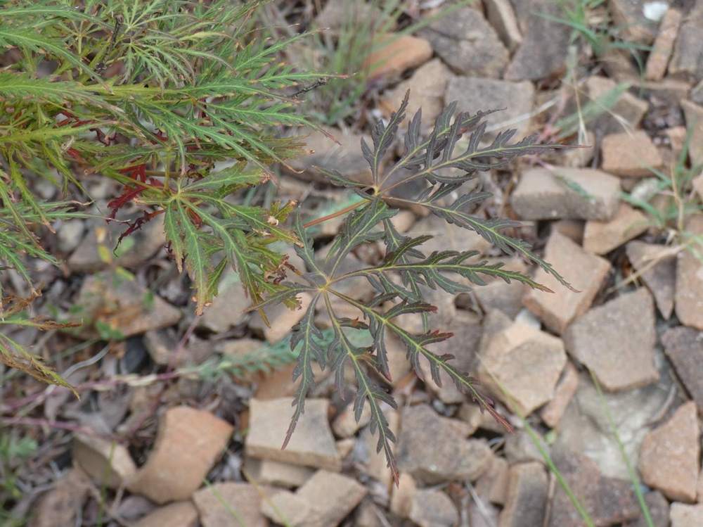été de aceraceae acer palmatum ssp. matsumurae gr. dissectum cv. 'ornatum'