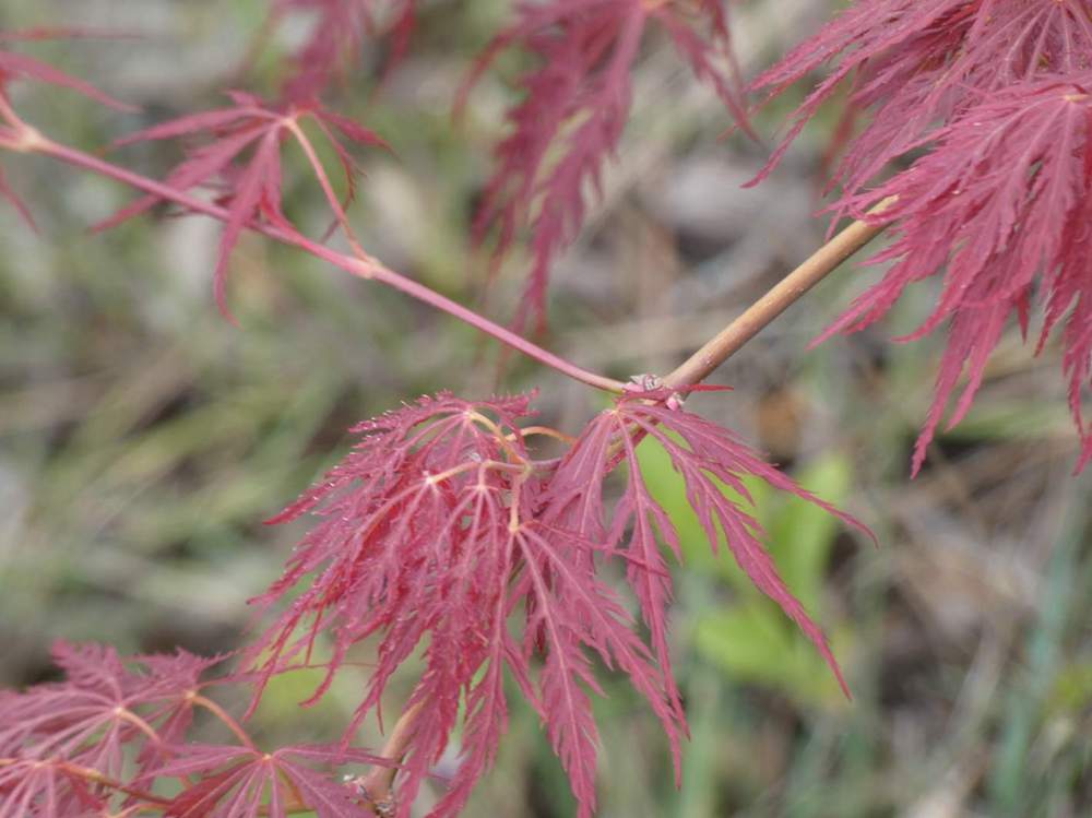 jeune bois de aceraceae acer palmatum ssp. matsumurae gr. dissectum cv. 'ornatum'