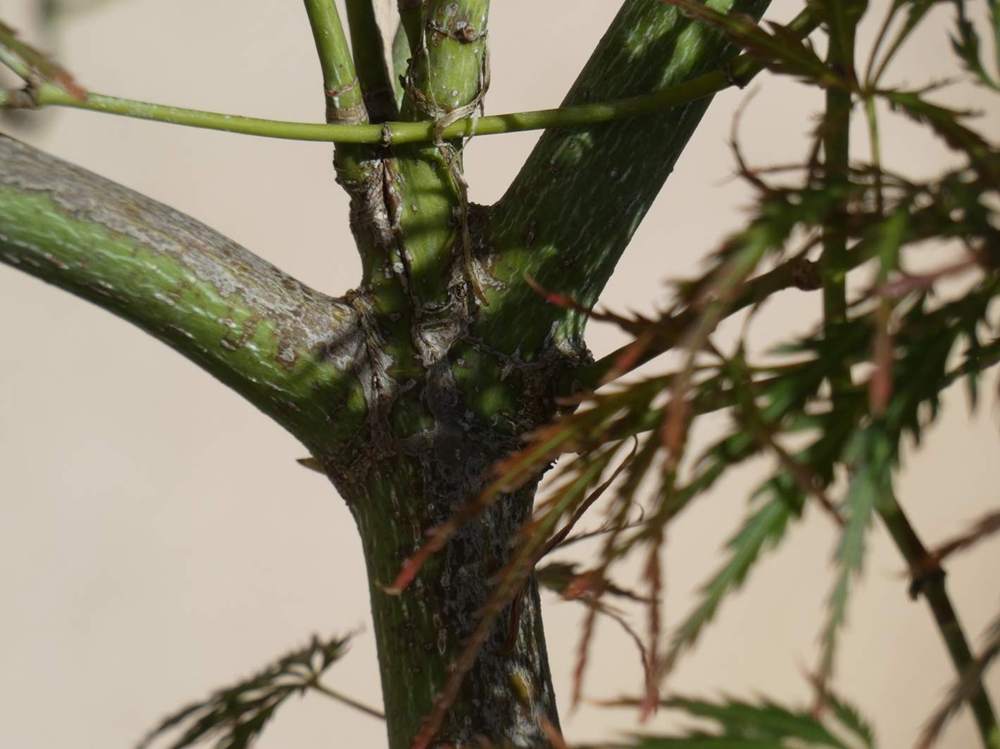 écorce de aceraceae acer palmatum ssp. matsumurae gr. dissectum cv. 'ornatum'
