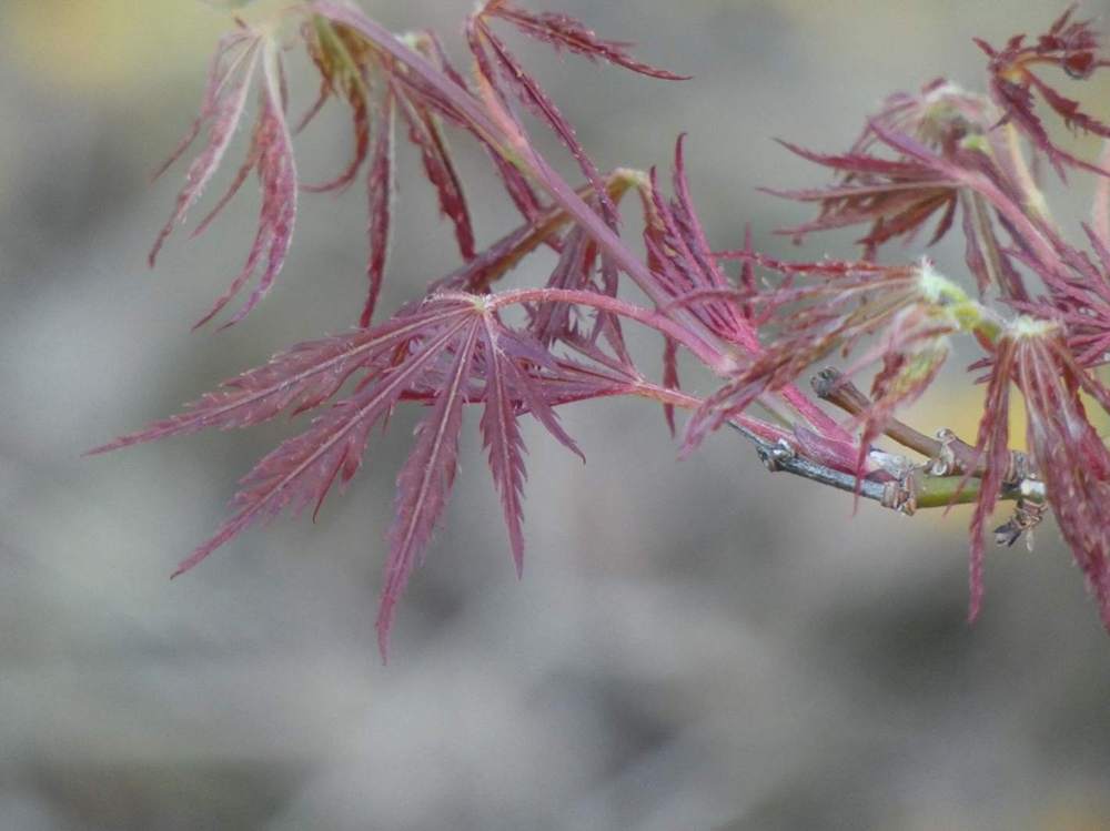 printemps de aceraceae acer palmatum ssp. matsumurae gr. dissectum cv. 'ornatum'