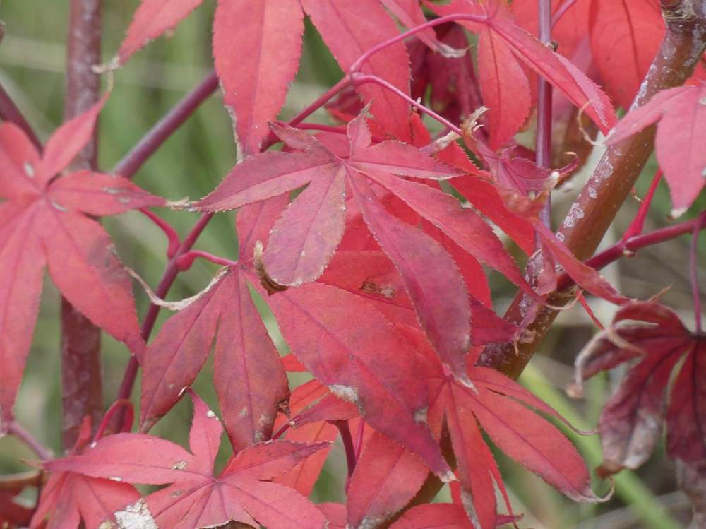 automne de aceraceae acer palmatum ssp. amoenum cv. 'Õsakazuki'