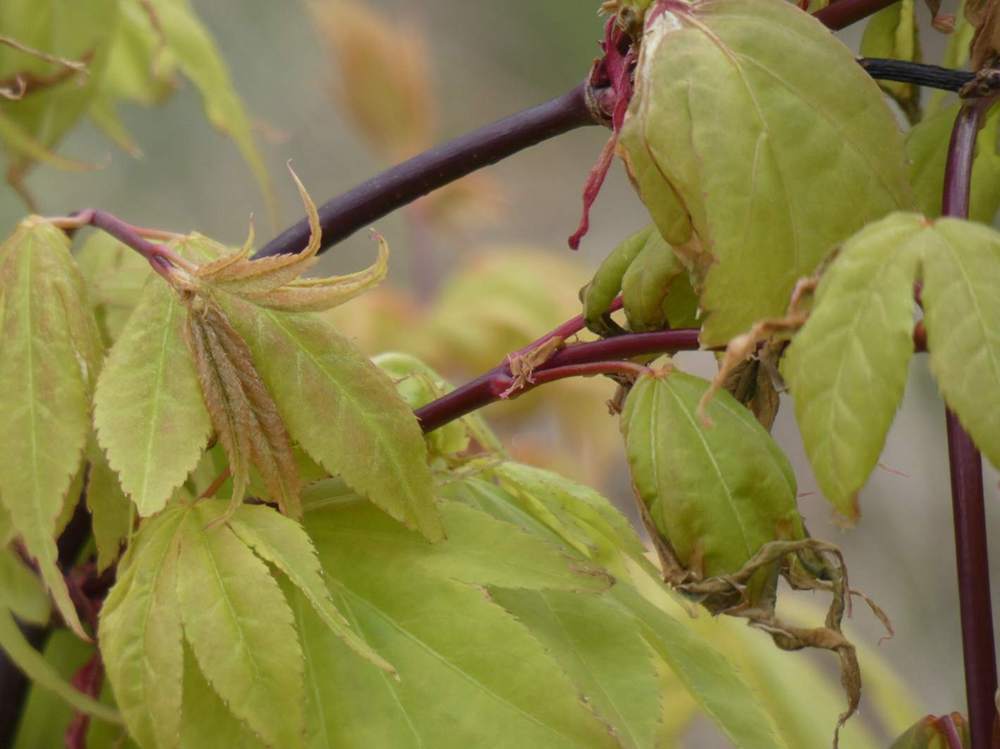 jeune bois de aceraceae acer palmatum ssp. amoenum cv. 'Õsakazuki'