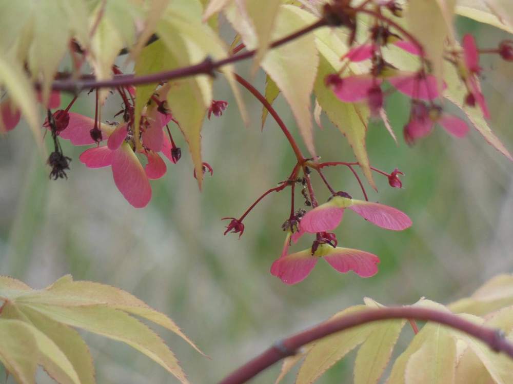 samare de aceraceae acer palmatum ssp. amoenum cv. 'Õsakazuki'
