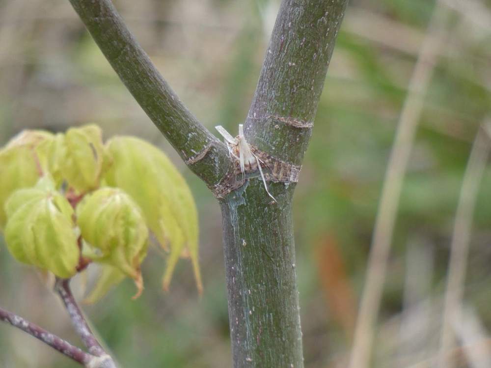 écorce de aceraceae acer palmatum ssp. amoenum cv. 'Õsakazuki'