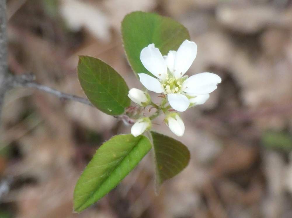 fleur de rosaceae amelanchier ovalis