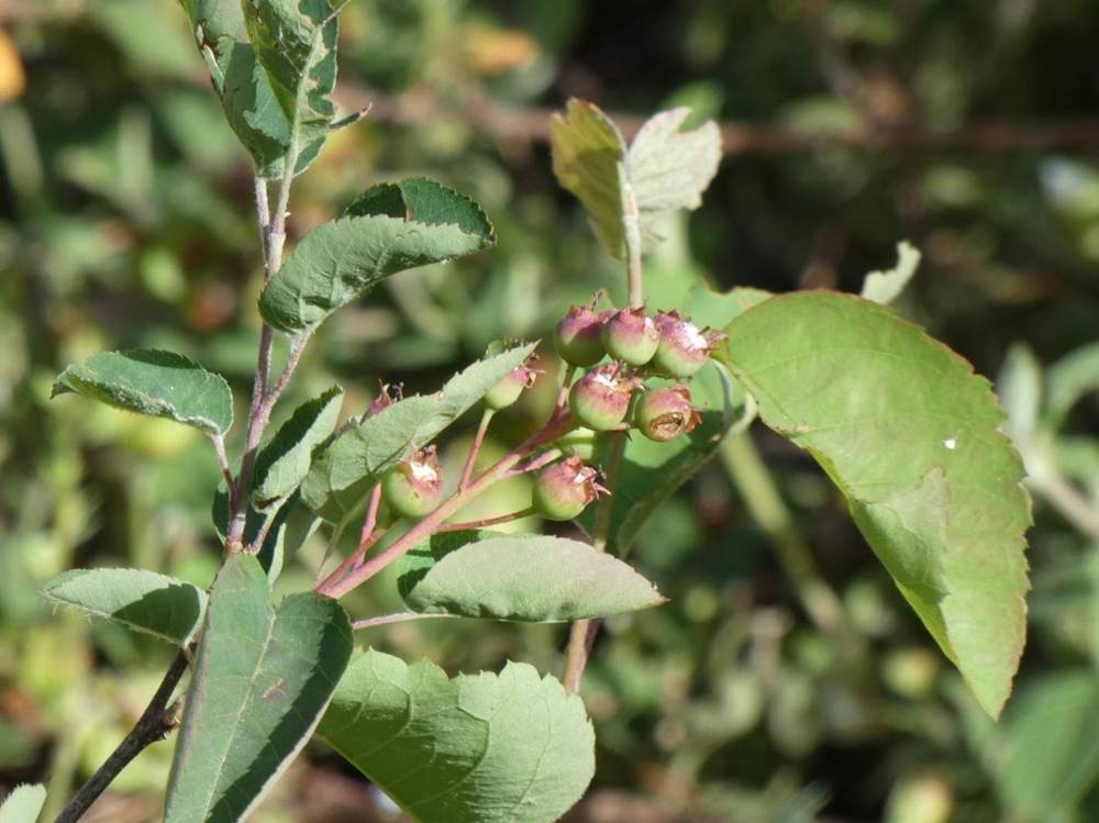 fruit de rosaceae amelanchier ovalis