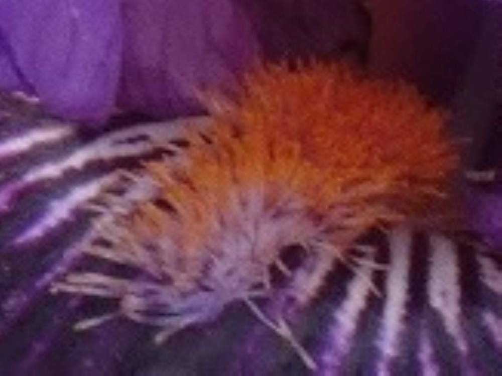 barbe de iridaceae iris barbu cv. 'pagan dance'