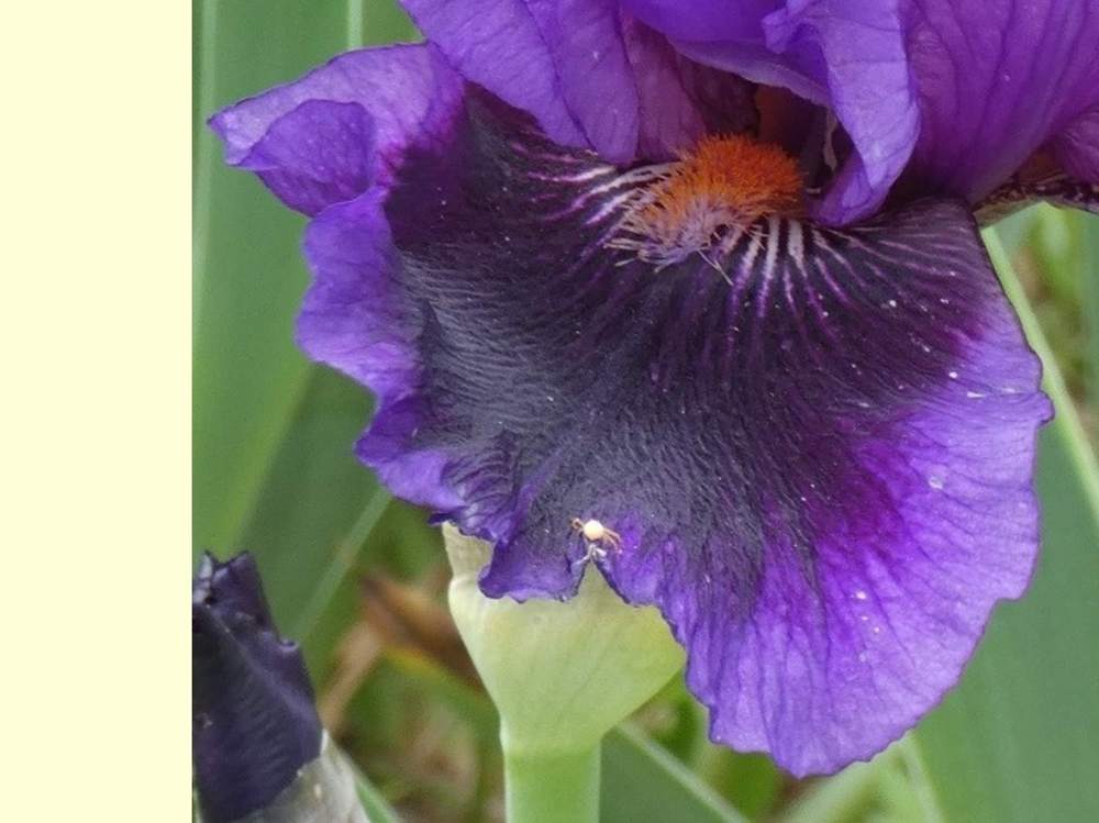 sépale de iridaceae iris barbu cv. 'pagan dance'