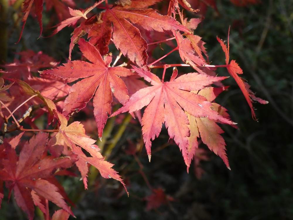 automne de aceraceae acer palmatum    