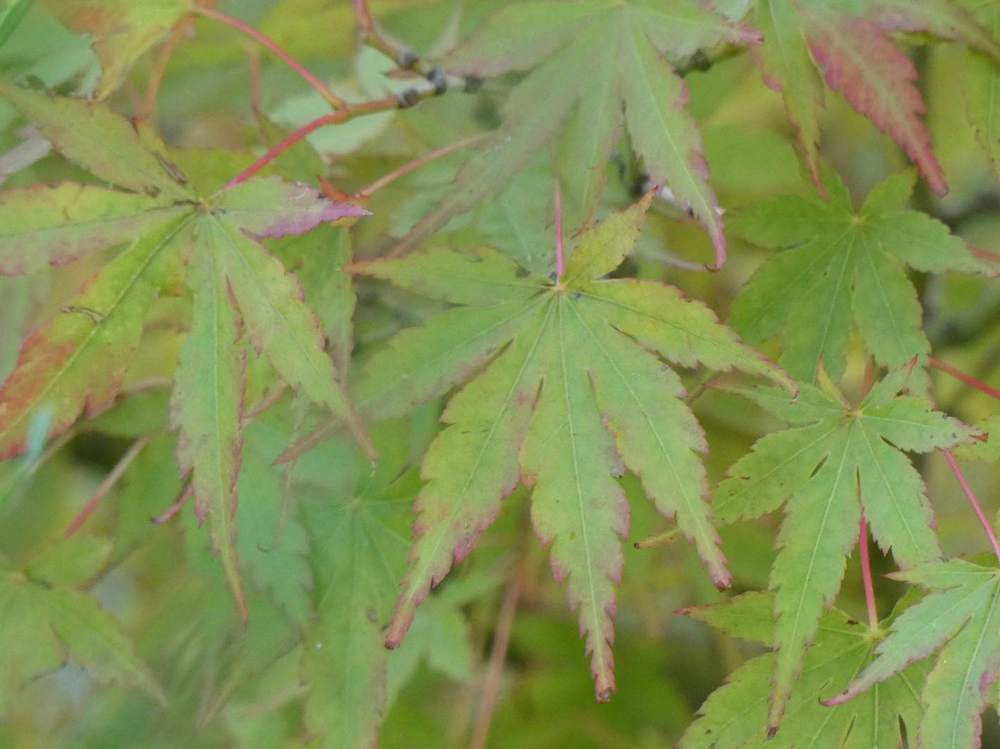 été de aceraceae acer palmatum    
