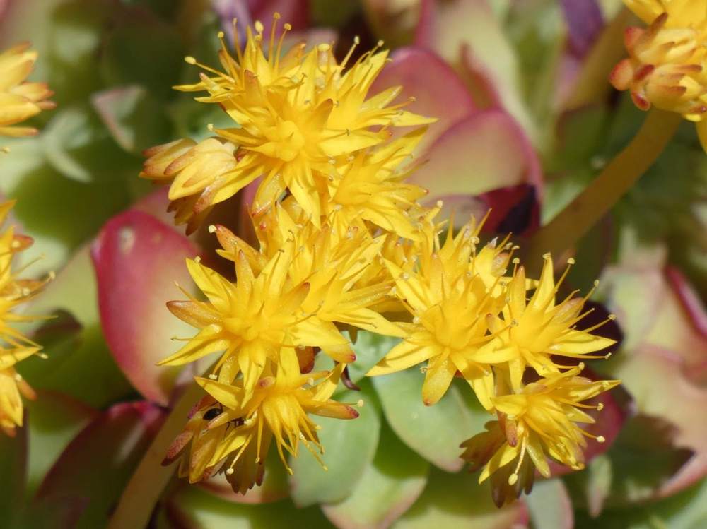 fleur de crassulaceae sedum palmeri
