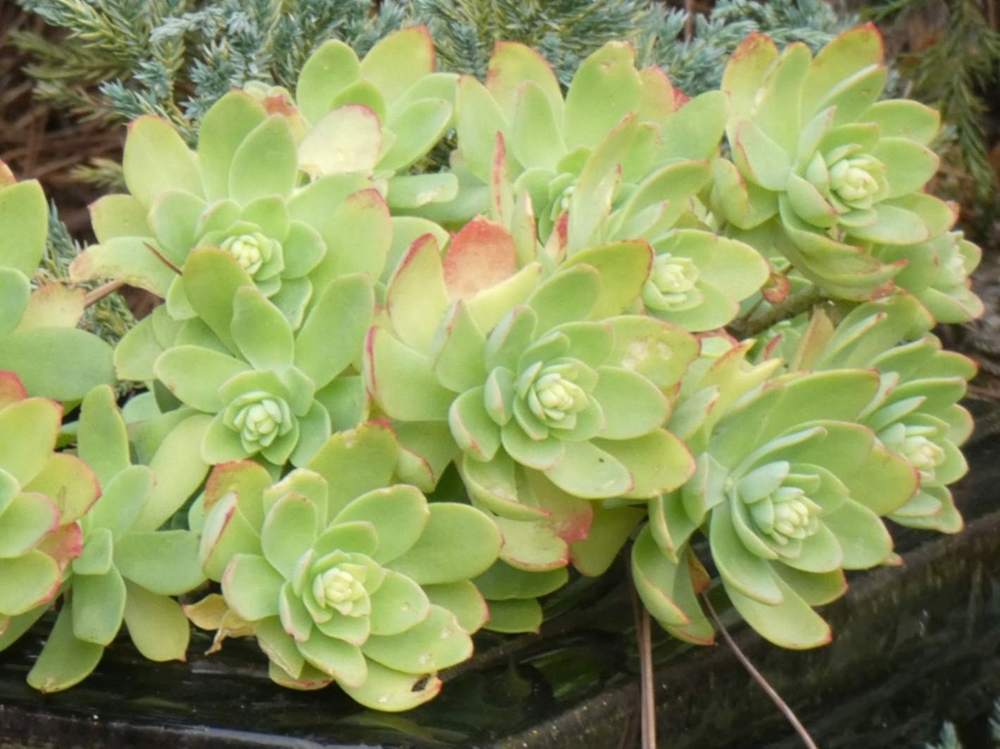 crassulaceae sedum palmeri