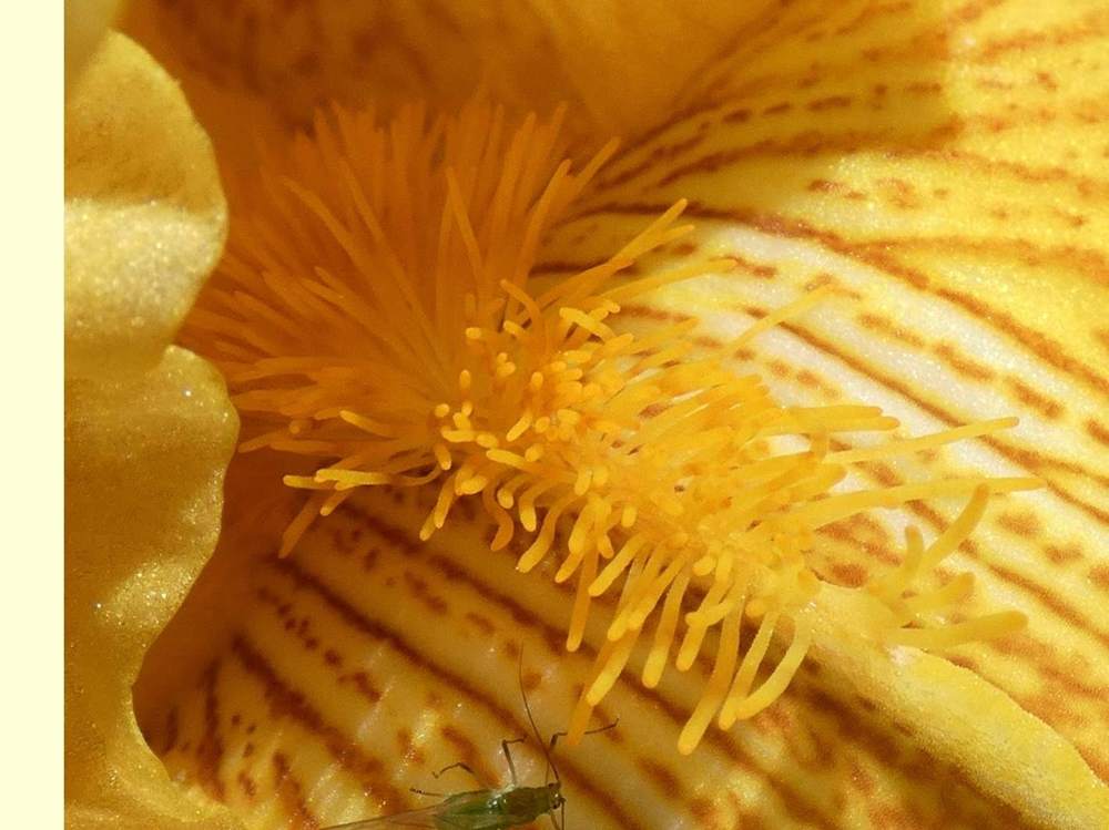 barbe de iridaceae iris barbu cv. 'papeete'