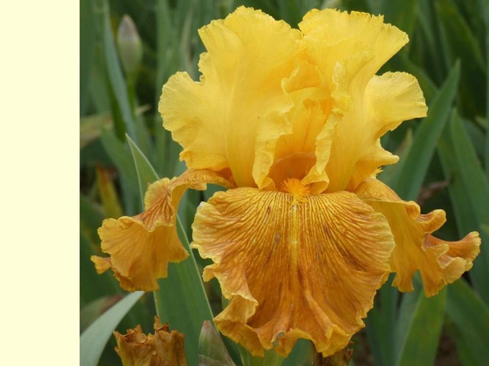 iridaceae iris barbu cv. 'papeete'