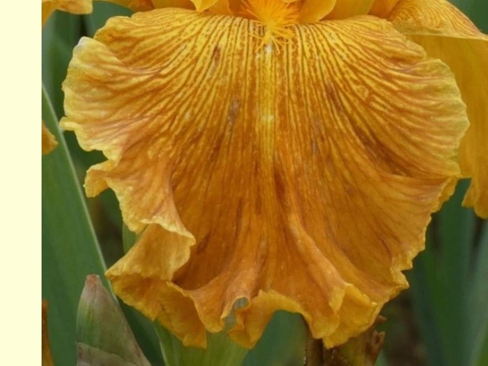 sépale de iridaceae iris barbu cv. 'papeete'