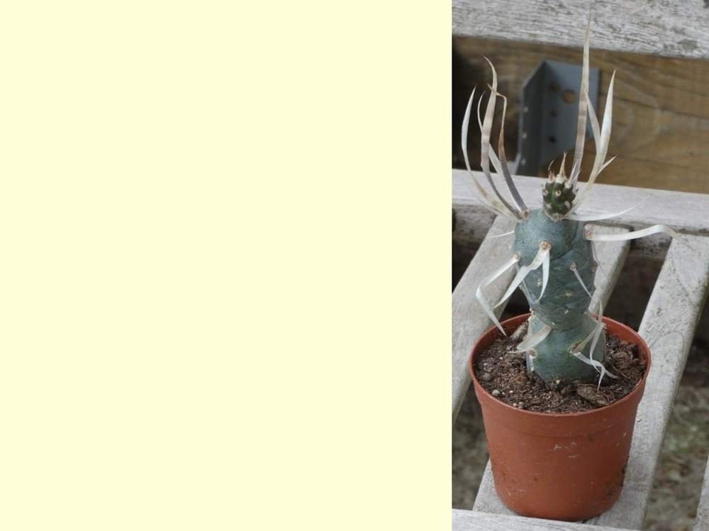 Cactaceae tephrocactus articulatus var. papyracanthus