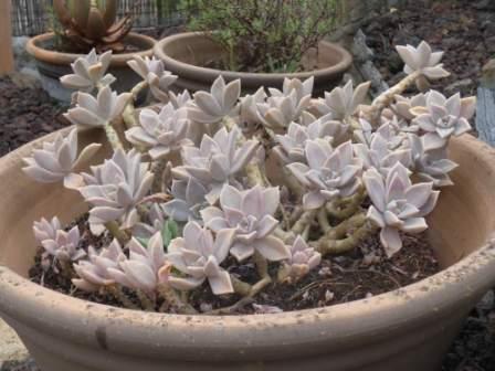 visuel Graptopetalum paraguayensis