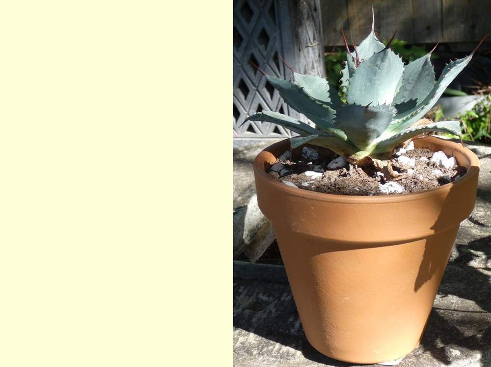 Agavaceae Agave parryi