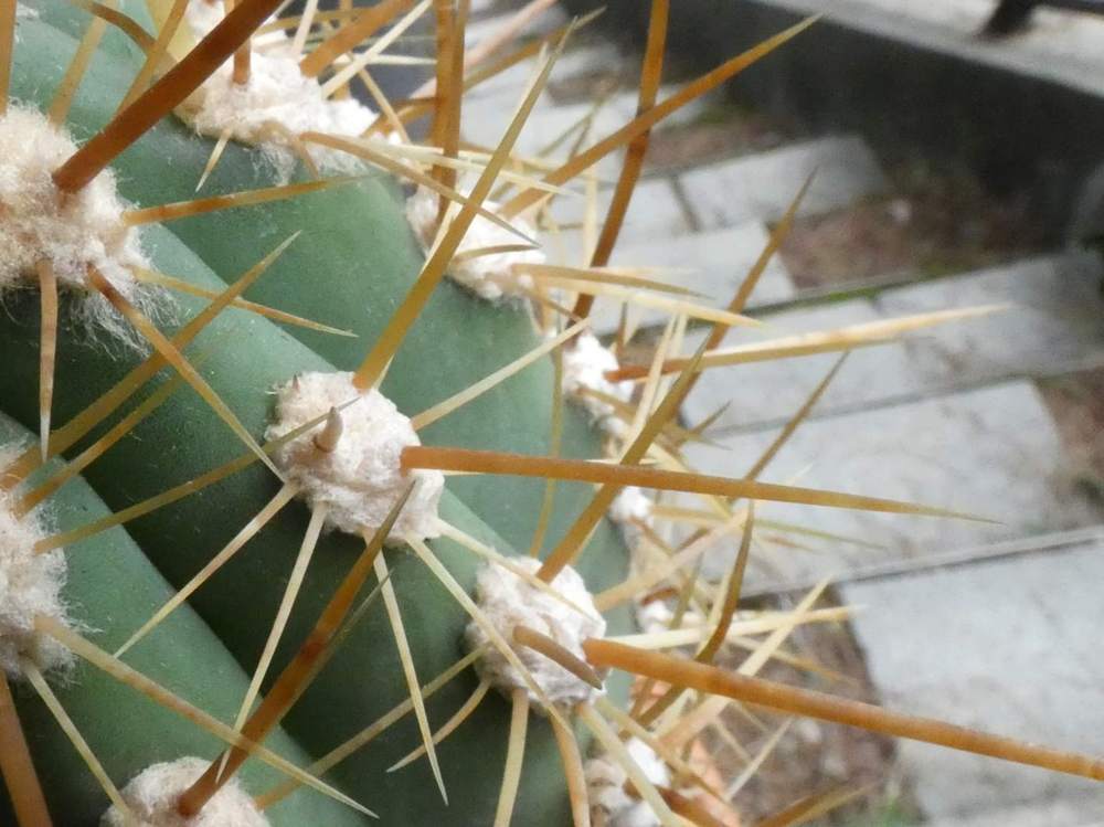 aréole-aiguillon de cactaceae trichocereus atacamensis ssp. pasacana