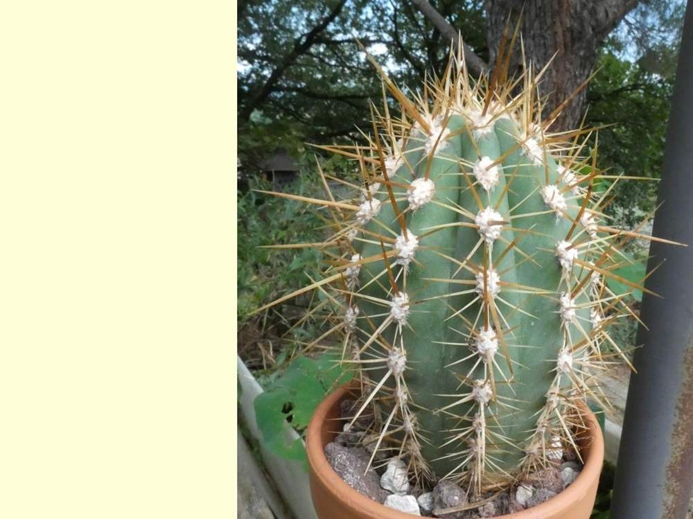 Cactaceae trichocereus atacamensis var. pasacana
