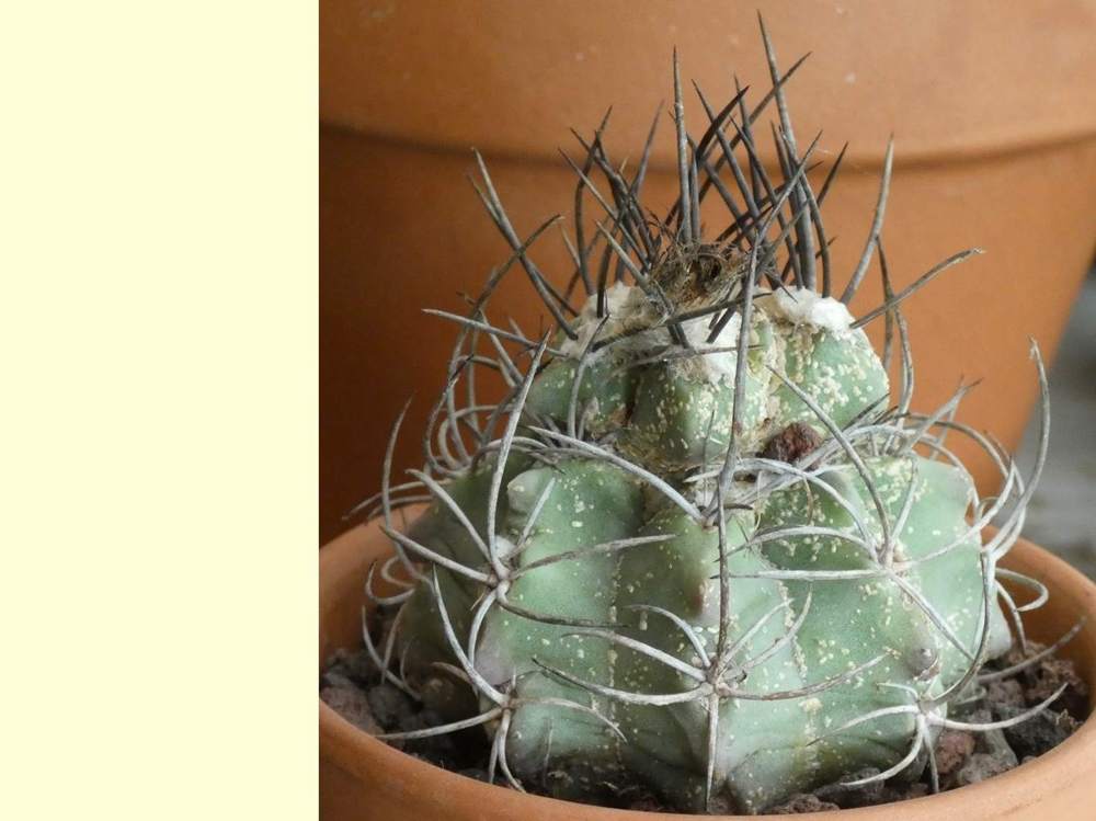 aréole-aiguillon de cactaceae neoporteria paucicostata