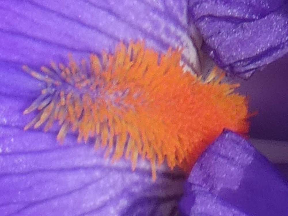 barbe de iridaceae iris barbu cv. 'paul black'