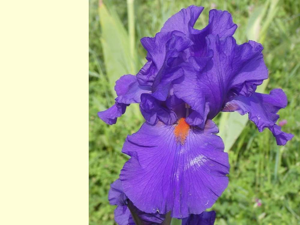 iridaceae iris barbu cv. 'paul black'