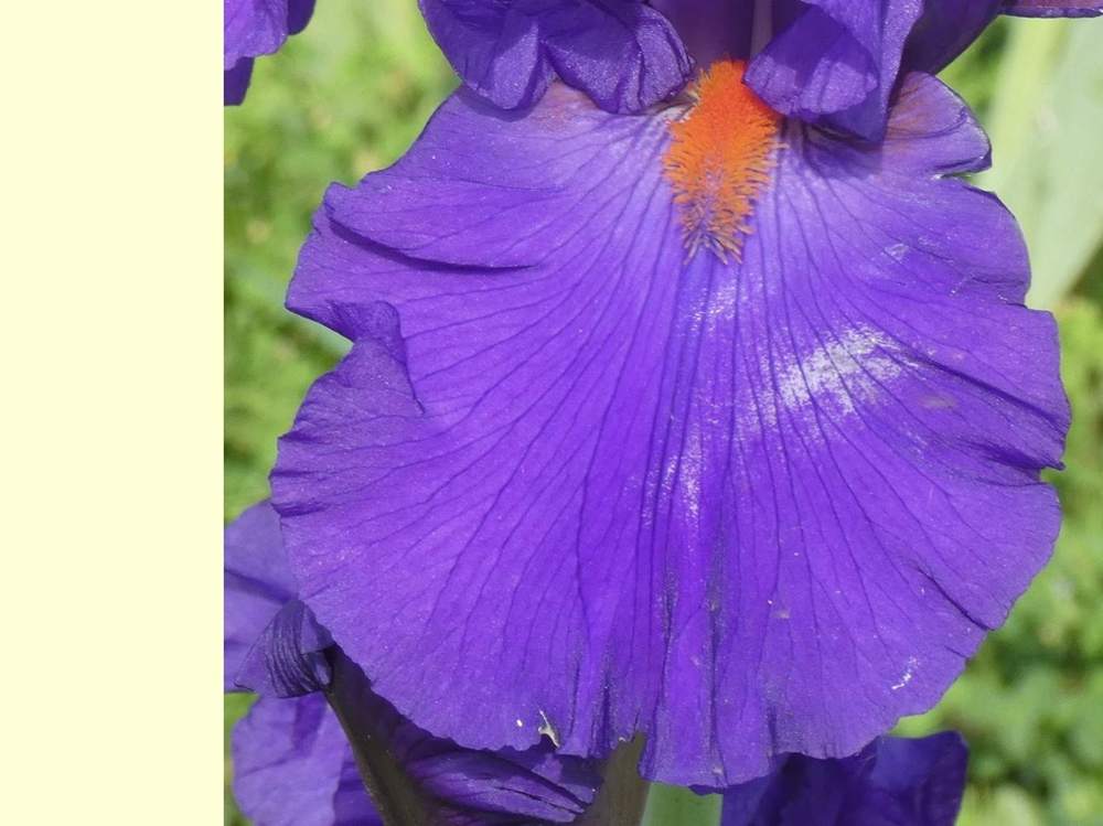 sépale de iridaceae iris barbu cv. 'paul black'