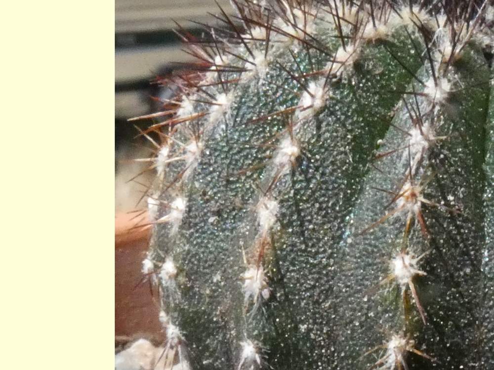 aréole-aiguillon de cactaceae uebelmannia pectinifera