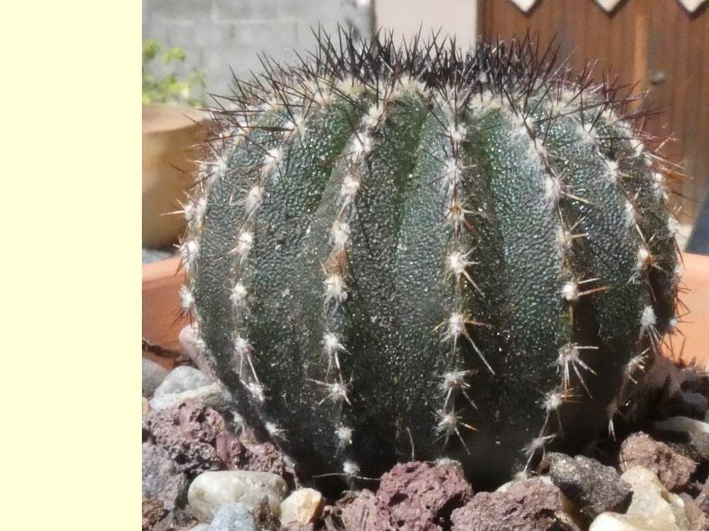 aréole-aiguillon de cactaceae uebelmannia pectinifera