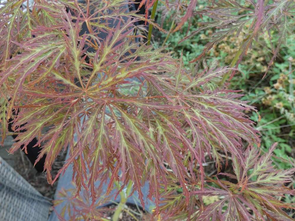 été de aceraceae acer palmatum ssp. matsumurae gr. dissectum cv. 'pendulum julian'