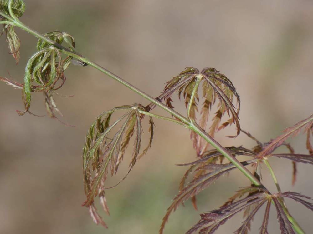 jeune bois de aceraceae acer palmatum ssp. matsumurae gr. dissectum cv. 'pendulum julian'