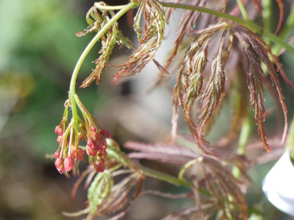 fleur de aceraceae acer palmatum ssp. matsumurae gr. dissectum cv. 'pendulum julian'