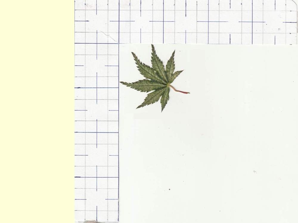 Aceraceae Acer palmatum cv. 'peve limbo'