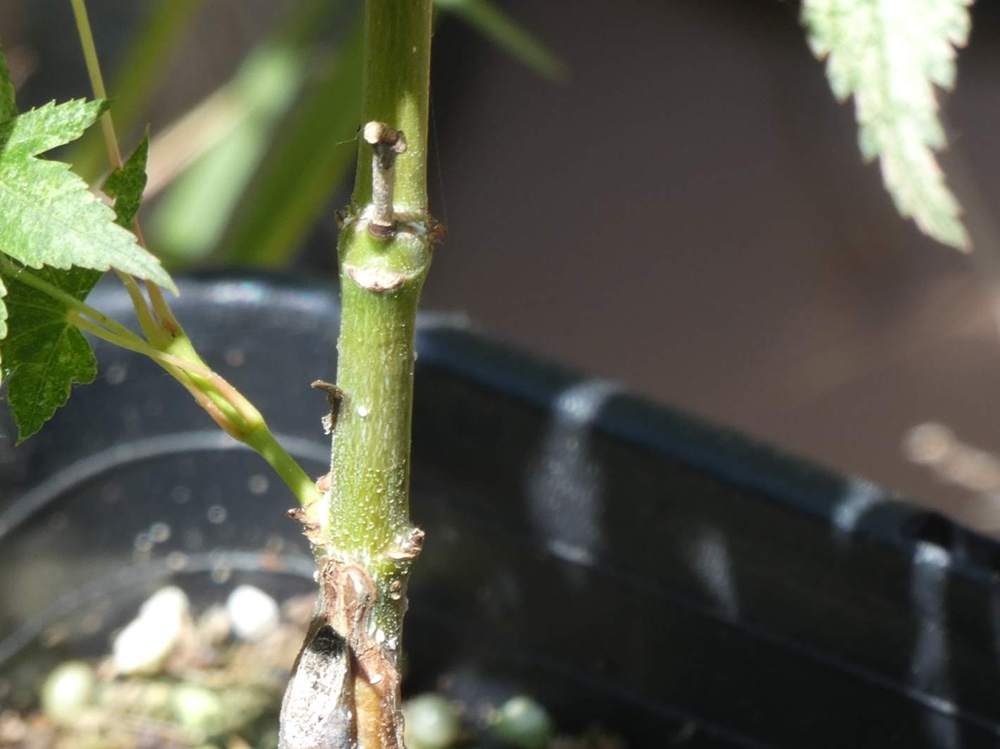 écorce de aceraceae acer palmatum cv. 'peve limbo'