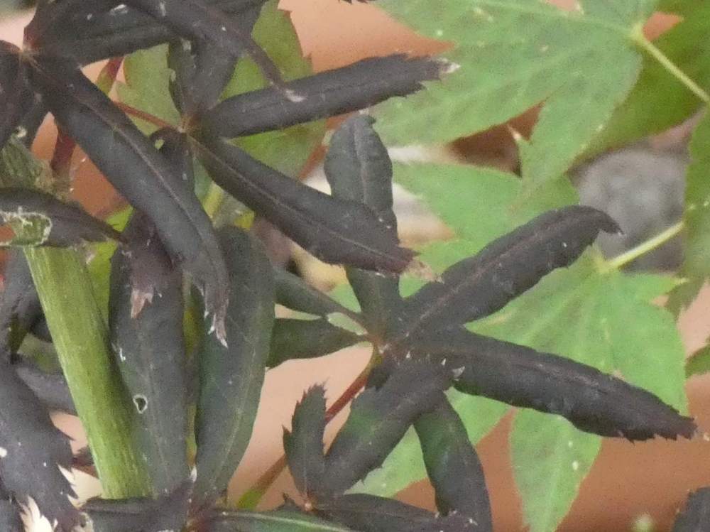 été de aceraceae acer palmatum cv. 'peve starfish'