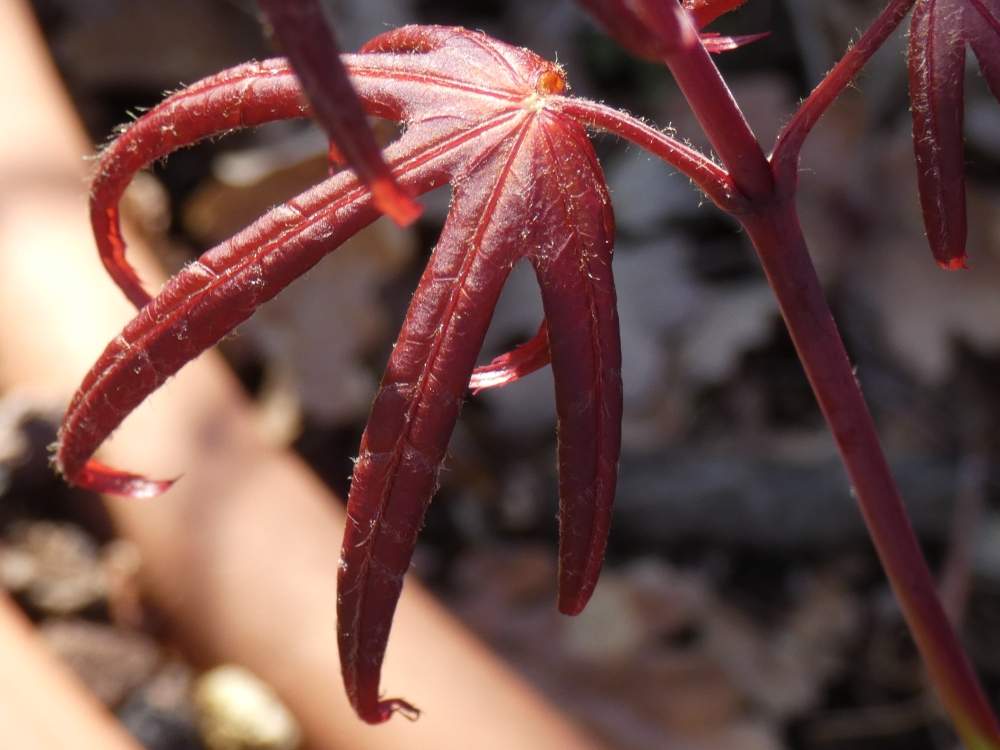 printemps de aceraceae acer palmatum cv. 'peve starfish'
